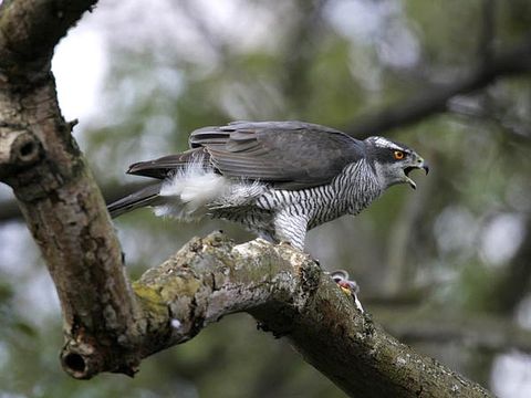 Habicht (Accipiter gentilis)