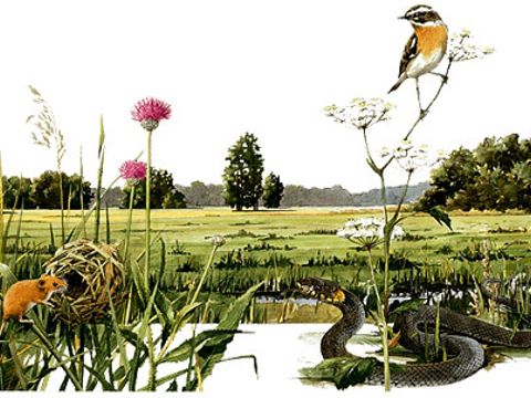 Illustration Methodik