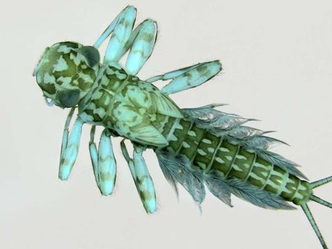 Larve von Kageronia (Heptagenia) fuscogrisea (Bild: Wolfgang Lechthaler)