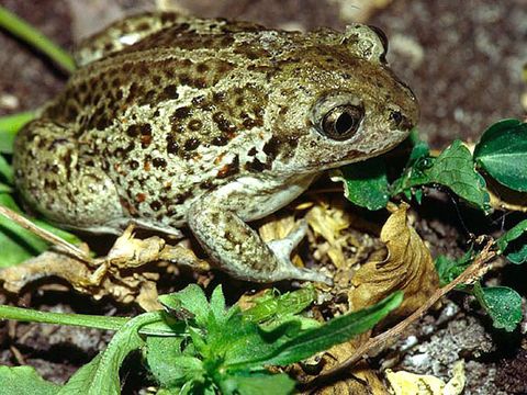 Knoblauchkröte (Pelobates fuscus)