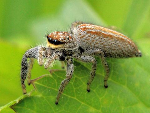 Die Springspinne Marpissa radiata (GRUBE, 1859) kommt in Röhrichten und Seggenrieden vor. Sie ist in Berlin gefährdet.