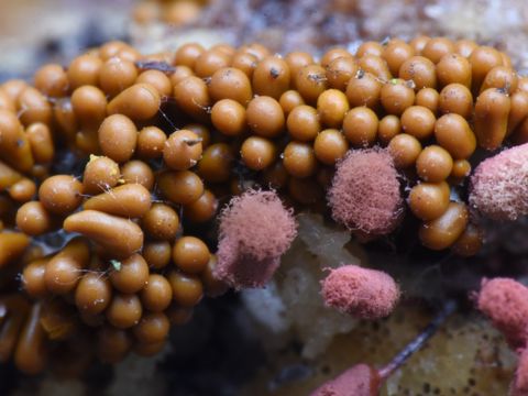 Oligonema flavidum und Arcyria major