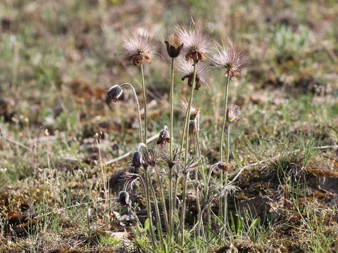 Wiesen-Küchenschelle (Pulsatilla pratensis subsp. nigricans)