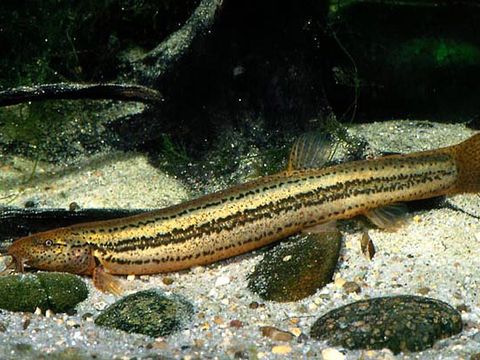 Schlammpeitzger (Misgurnus fossilis)