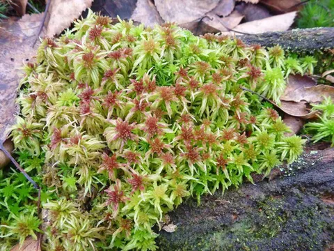 Sphagnum russowii. Die Art war seit Ende der 1950er Jahre in Berlin verschollen. Aktuell wurde sie wieder in drei Berliner Mooren nachgewiesen.