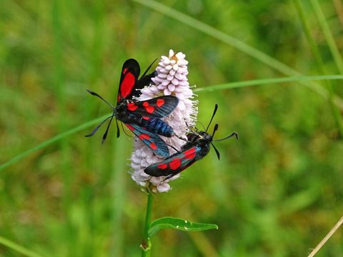 Sumpfhornklee-Widderchen (Zygaena trifolii) auf Blüten des Schlangenknöterichs; Gosener Wiesen