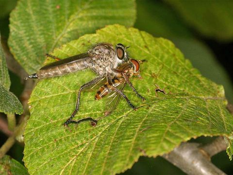 Ein Weibchen von Tolmerus atricapillus hat Episyrphus balteatus (Schwebfliege) erbeutet. (Bild: Ekkehard Wachmann)
