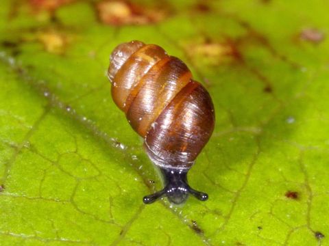 Vertigo ronnebyensis (Nordische Windelschnecke), wiedergefunden 2007 im Köpenicker und Spandauer Forst.