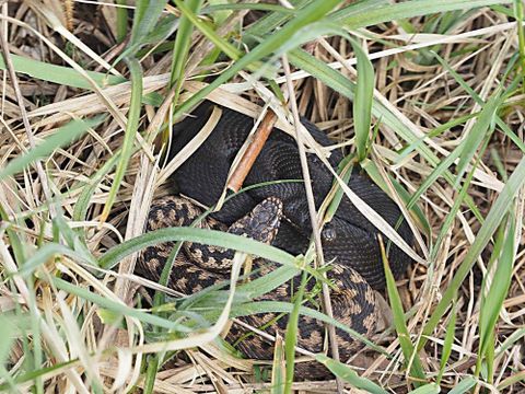 Normal gefärbte Kreuzotter (Vipera berus) und ein Schwärzling am Fundort in Berlin. Die Art wurde erst 2003 in Berlin wiederentdeckt. Die kleinen Bestände sind durch Sukzession sehr stark gefährdet.