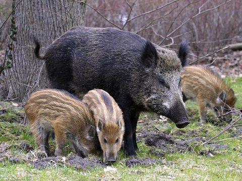 Wildschwein (Sus scrofa)