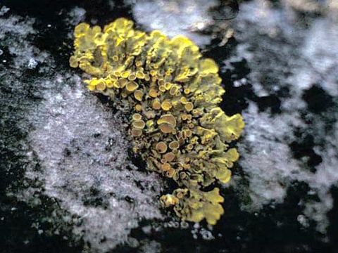 Xanthoria parietina