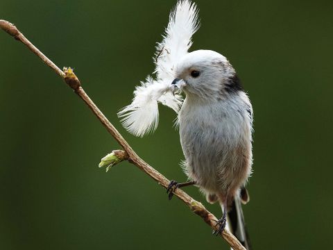 Die kleine Schwanzmeise baut ein kunstvolles Nest. Der Innenraum wird mit Federflaum ausgekleidet. (Bild: Josef Vorholt)