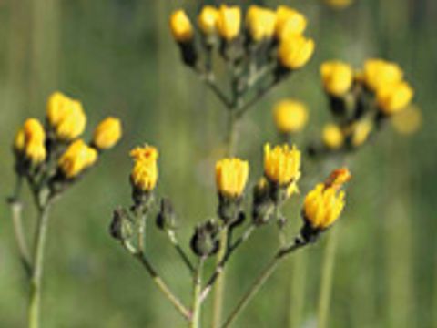 Wiesen-Habichtskraut (Bild: Justus Meissner / Stiftung Naturschutz Berlin)