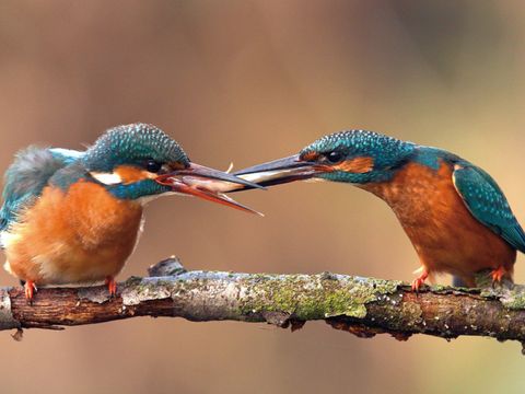 Eisvogelpaar
