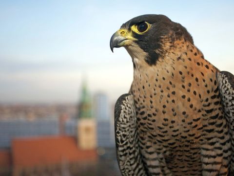 Wanderfalke am Roten Rathaus
