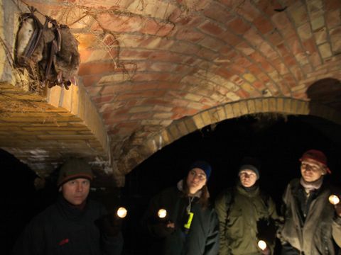 Fledermauswinterquartier im Wasserwerk Tegel
