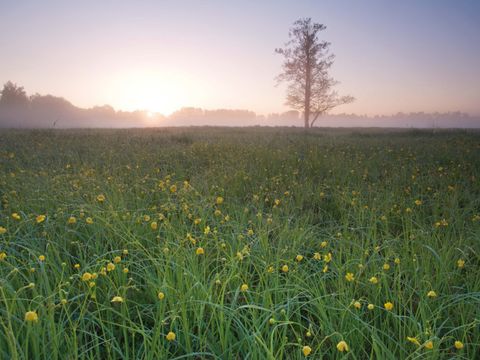 Morgenstimmung in den Gosener Wiesen