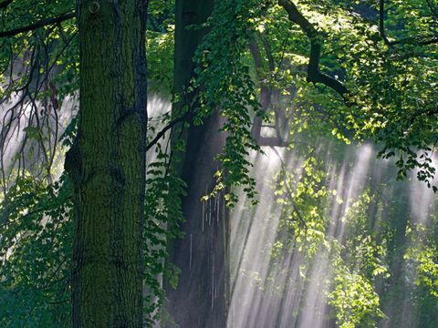 Lichtstrahlen durchfluten den Laubwald