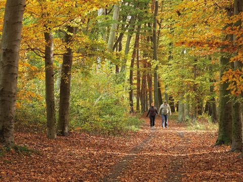 Spaziergang im herbstlichen Plänterwald