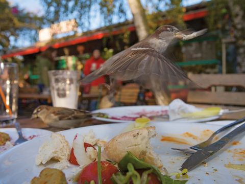 Spatzen als Tischnachbarn