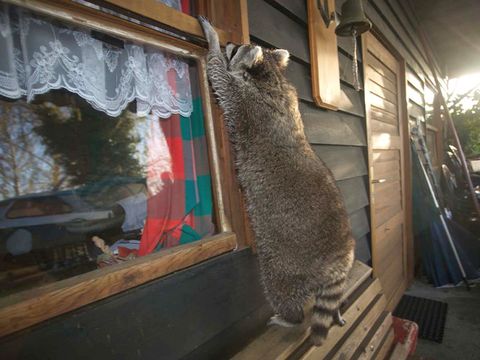 Waschbär auf Futtersuche (Bild: Florian Möllers)