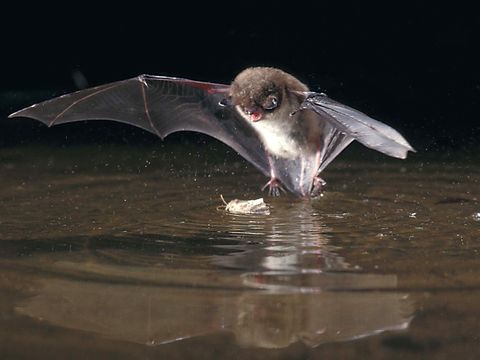 Wasserfledermaus (Myotis daubentonii) (Bild: Dietmar Nill)