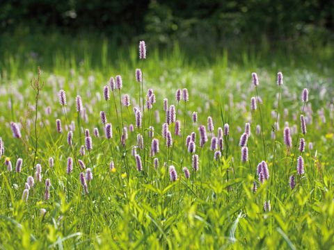 Wiese mit Wiesenknöterich