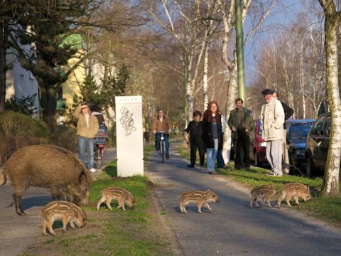 Wildschweinsau mit Frischlingen mitten im Wohngebiet