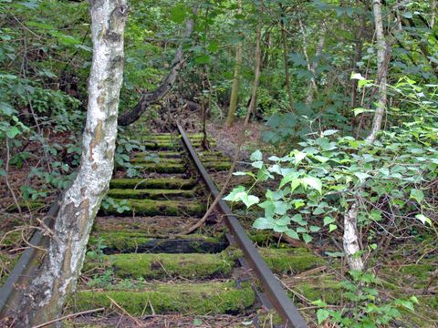 NSG Schöneberger Südgelände