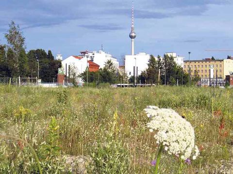 Ruderalflur am Berliner Nordbahnhof