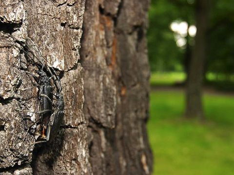 Eichenheldbock (Cerambyx cerdo)