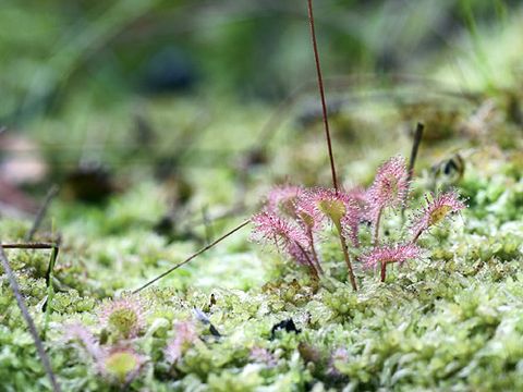 Sonnentau (Drosera spec.)
