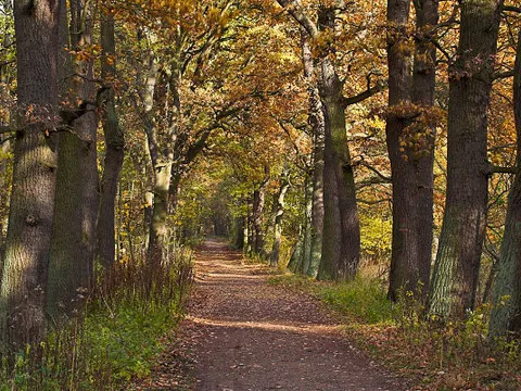 NATURA 2000-Gebiet Spandauer Forst, Alteichenbestand