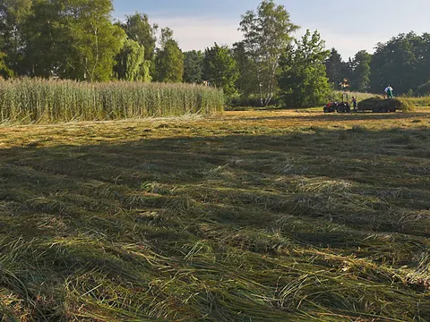 Landschaftspflege im Tegeler Fließtal (Bild: Florian Möllers)