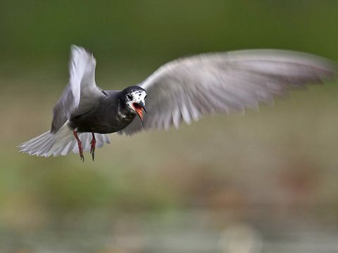 Trauerseeschwalbe (Chlidonias niger) (Bild: Florian Möllers)
