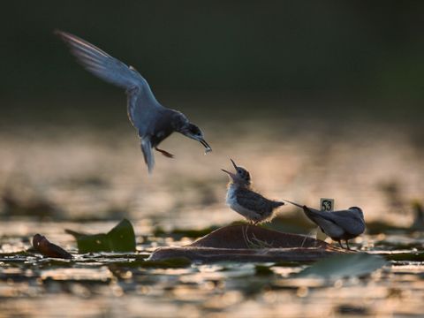 NATURA 2000-Gebiet Müggelspree – Müggelsee, Trauerseeschwalben (Chlidonias niger)