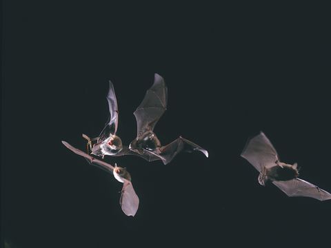 NATURA 2000-Gebiet Wasserwerk Tegel, Fransenfledermäuse (Myotis nattereri)