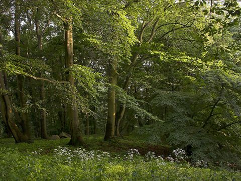 NATURA 2000-Gebiet Westlicher Düppeler Forst