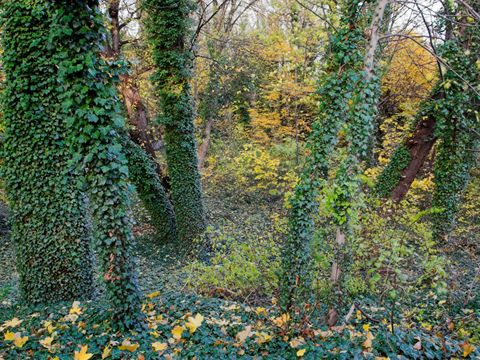 NSG Schlosspark Lichterfelde, Efeuberankte Bäume im Schlosspark Lichterfelde