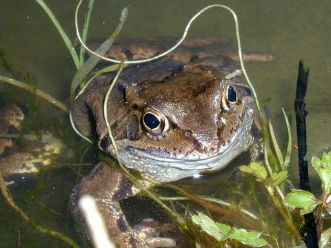 Grasfrosch (Bild: Förderverein Naturpark Barnim)