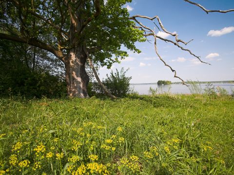 NSG und NATURA 2000-Gebiet Pfaueninsel
