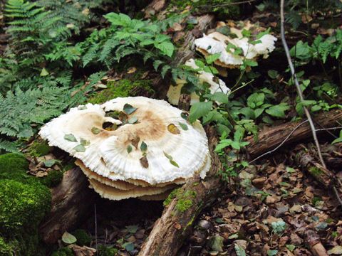 Pilze (Bild: SenUMVK)