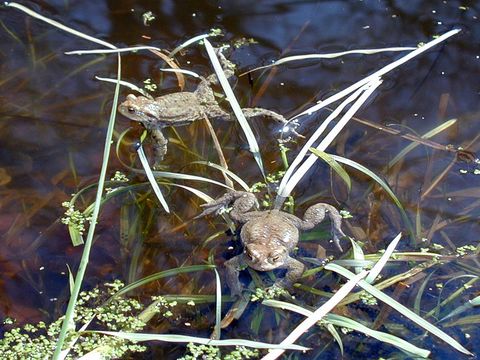 Erdkröte (Bufo bufo) (Bild: Förderverein Naturpark Barnim)