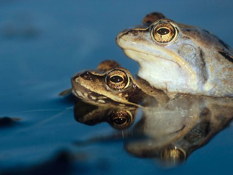 Moorfroschpärchen (Bild: Florian Möllers)