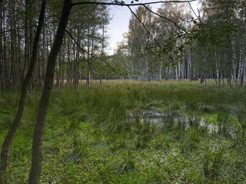 Erlen und Birken auf den Moorflächen (Bild: Florian Möllers)