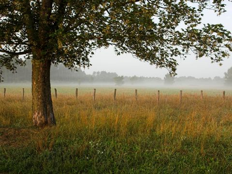 NSG Karower Teiche mit Nebel
