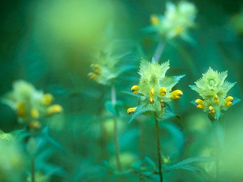 Großer Klappertopf (Rhinanthus angustifolius) (Bild: Florian Möllers)