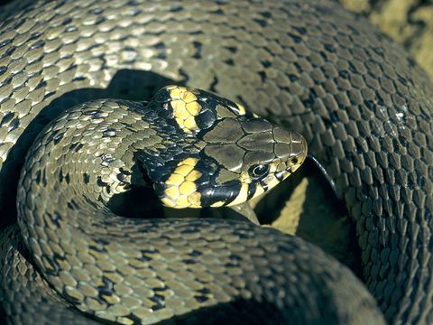 Ringelnatter (Natrix natrix) (Bild: Dietmar Nill / linnea images)