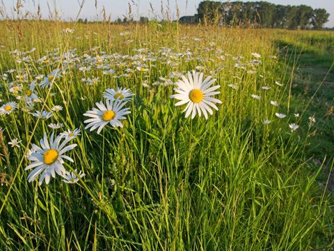 NSG und NATURA 2000-Gebiet Falkenberger Rieselfelder