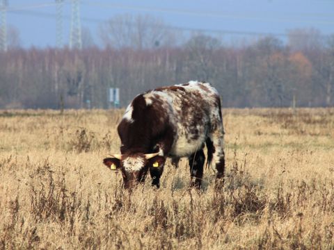 Deutsches Shorthorn (Bild: Naturschutz Berlin Malchow)